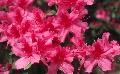 Southern Charm Azalea / Rhododendron indicum 